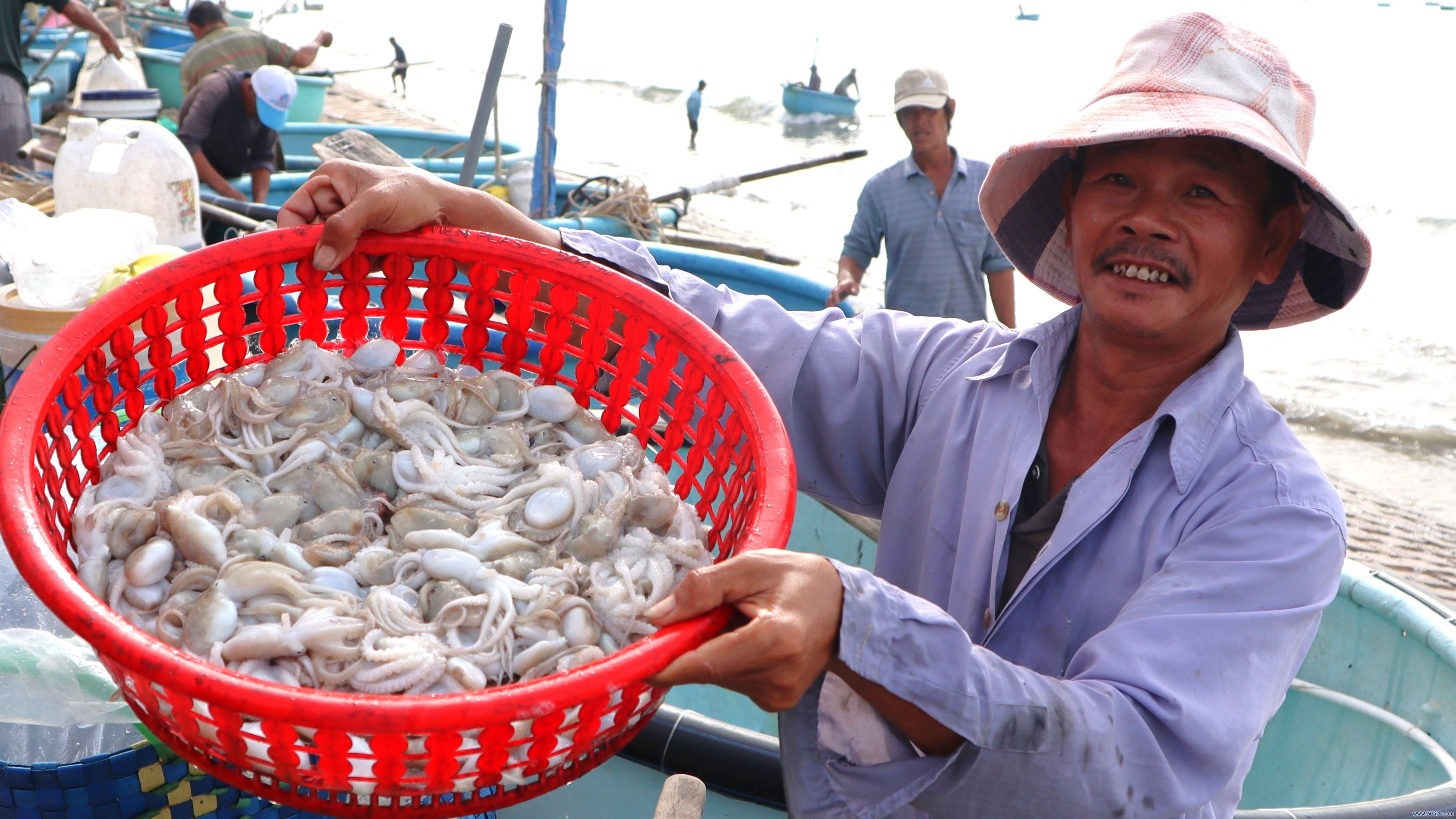 Mùa bạch tuộc ở Phan Thiết